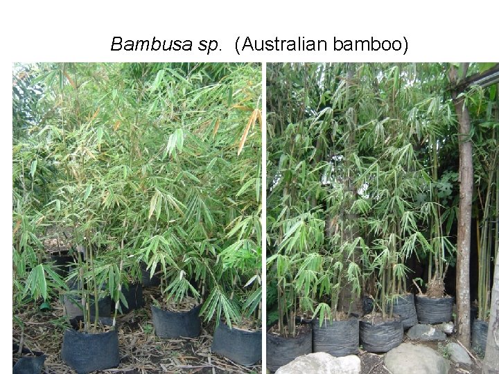 Bambusa sp. (Australian bamboo) 