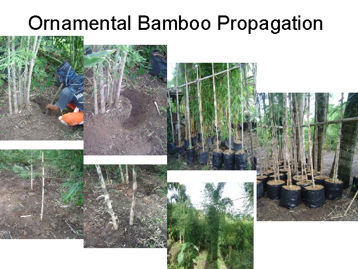 Ornamental Bamboo Propagation 