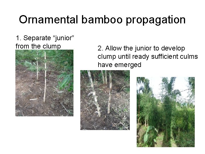 Ornamental bamboo propagation 1. Separate “junior” from the clump 2. Allow the junior to