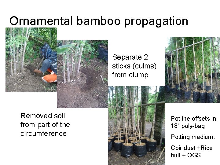 Ornamental bamboo propagation Separate 2 sticks (culms) from clump Removed soil from part of