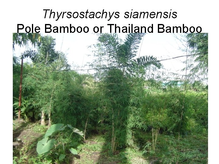 Thyrsostachys siamensis Pole Bamboo or Thailand Bamboo 