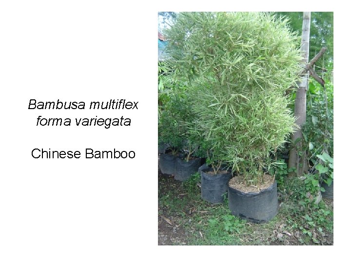 Bambusa multiflex forma variegata Chinese Bamboo 