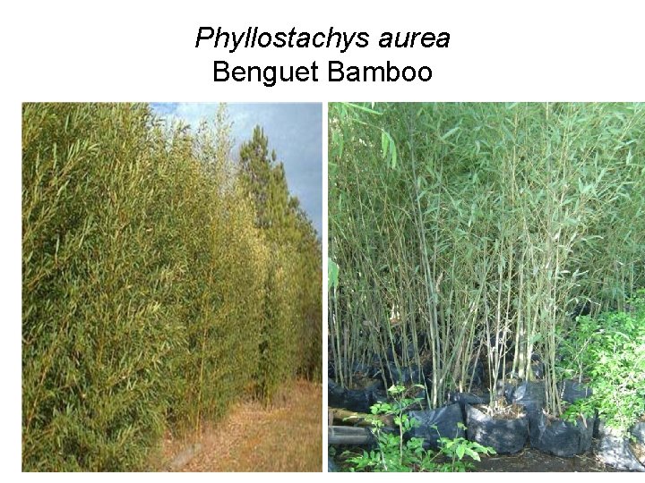 Phyllostachys aurea Benguet Bamboo 