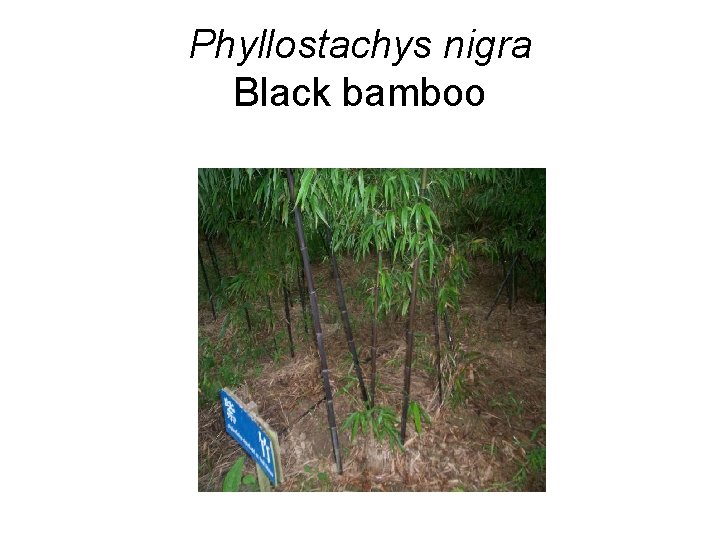 Phyllostachys nigra Black bamboo 