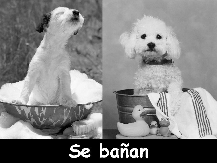 Se bañan 