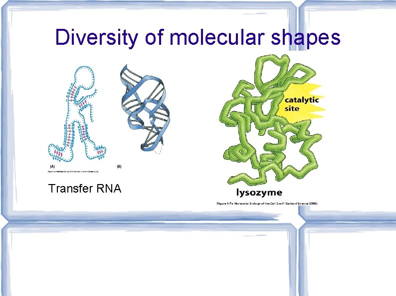 Diversity of molecular shapes Transfer RNA 