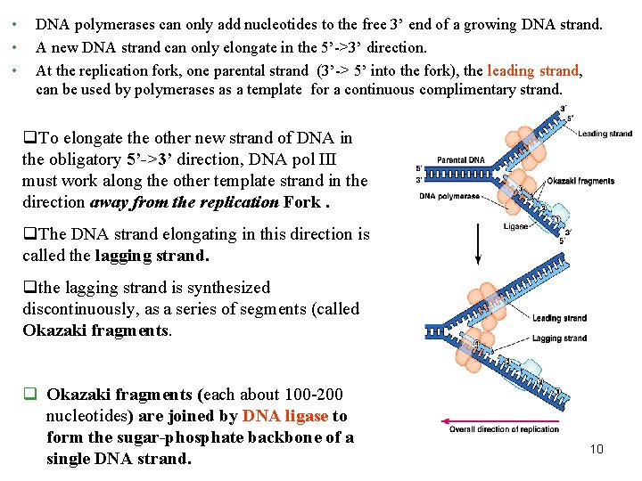  • • • DNA polymerases can only add nucleotides to the free 3’