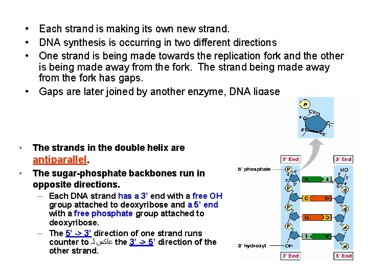  • • • Each strand is making its own new strand. DNA synthesis