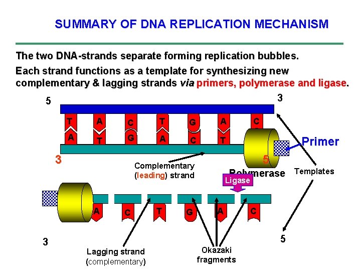 SUMMARY OF DNA REPLICATION MECHANISM The two DNA-strands separate forming replication bubbles. Each strand