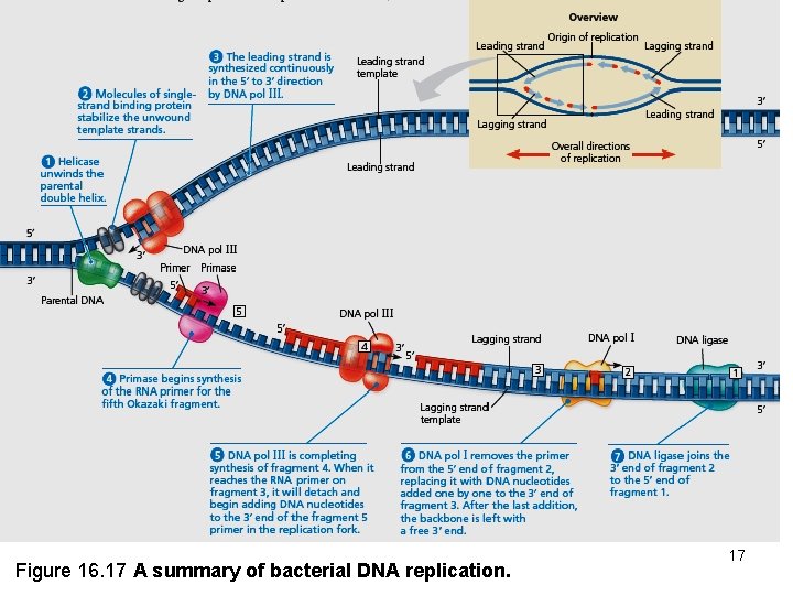 Figure 16. 17 A summary of bacterial DNA replication. 17 