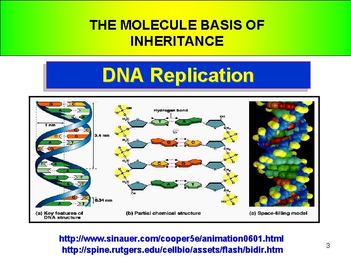 THE MOLECULE BASIS OF INHERITANCE DNA Replication http: //www. sinauer. com/cooper 5 e/animation 0601.