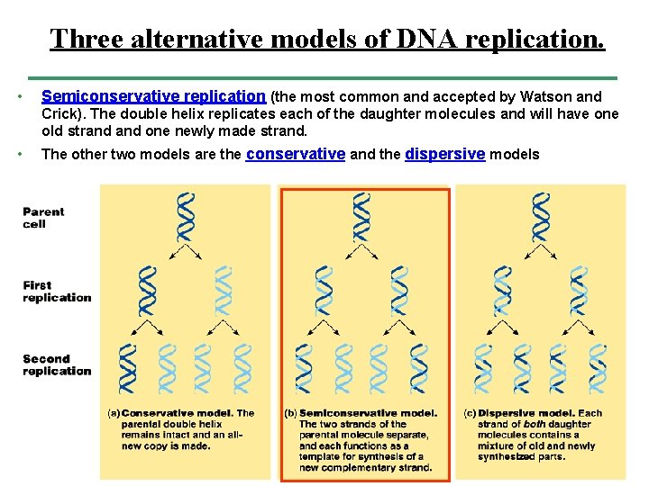Three alternative models of DNA replication. • Semiconservative replication (the most common and accepted