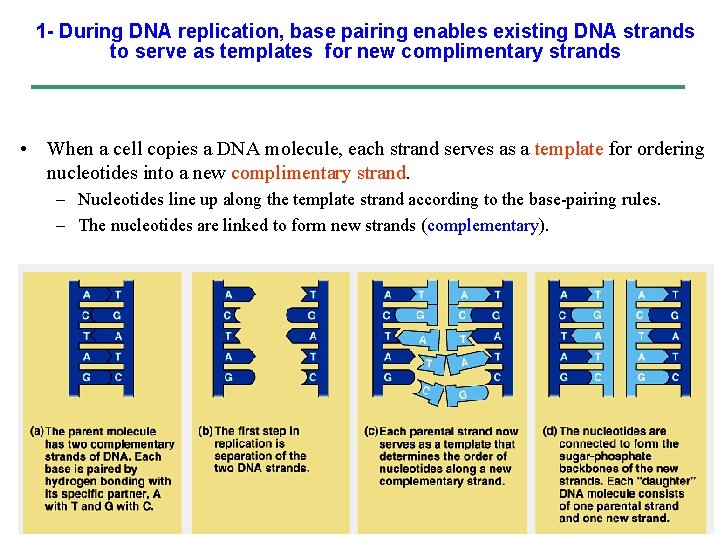 1 - During DNA replication, base pairing enables existing DNA strands to serve as