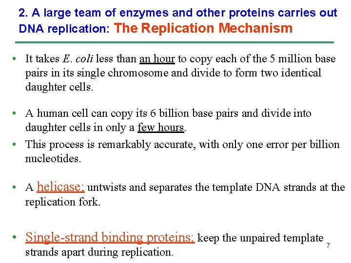 2. A large team of enzymes and other proteins carries out DNA replication: The