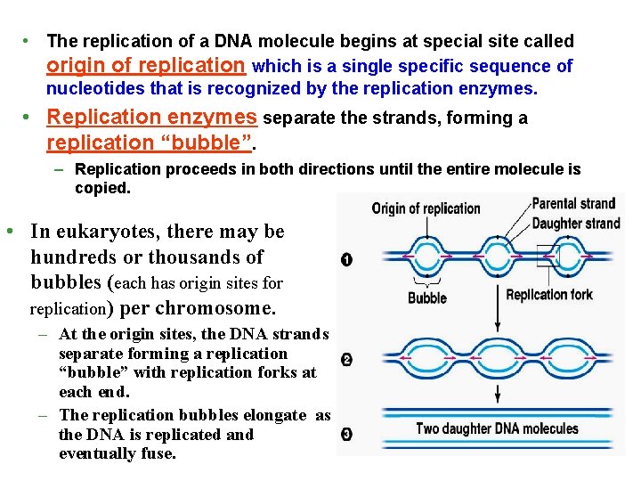  • The replication of a DNA molecule begins at special site called origin