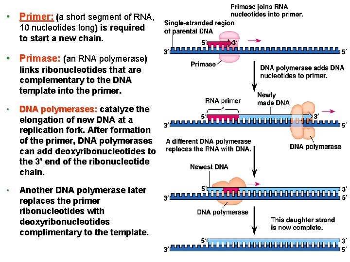  • Primer: (a ( short segment of RNA, 10 nucleotides long) is required