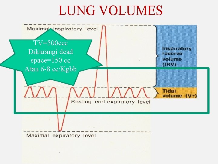 LUNG VOLUMES TV=500 ccc Dikurangi dead space=150 cc Atau 6 -8 cc/Kgbb 