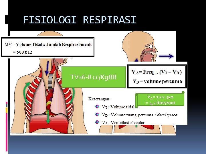 FISIOLOGI RESPIRASI TV=6 -8 cc/Kg. BB VA= 12 x 350 = 4, 2 liter/mnt