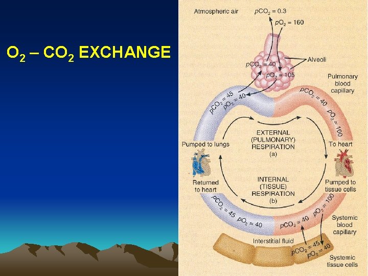 O 2 – CO 2 EXCHANGE 