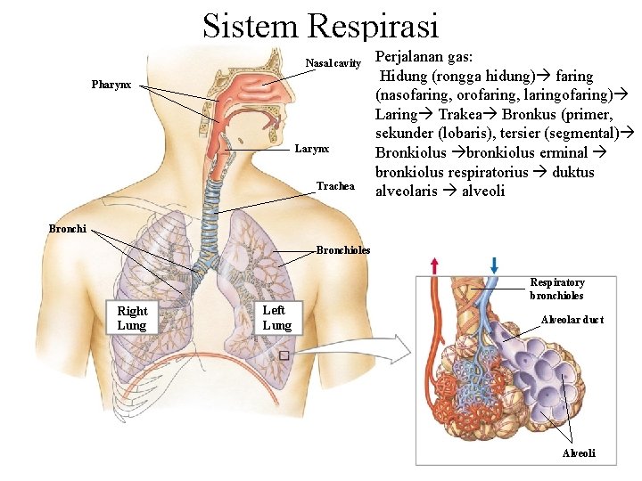 Sistem Respirasi Nasal cavity Pharynx Larynx Trachea Perjalanan gas: Hidung (rongga hidung) faring (nasofaring,