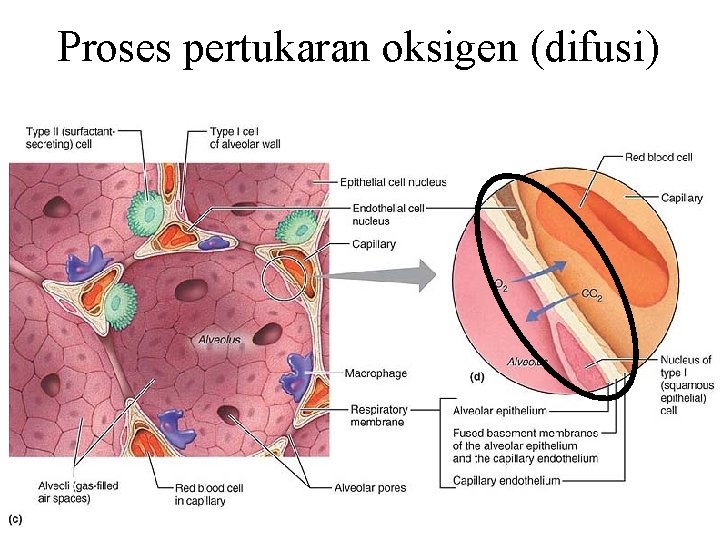 Proses pertukaran oksigen (difusi) 