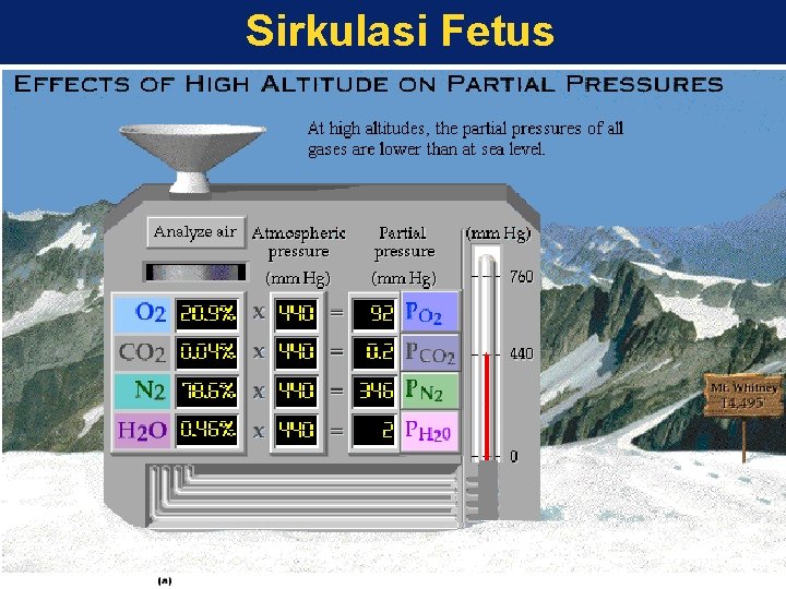 Sirkulasi Fetus 