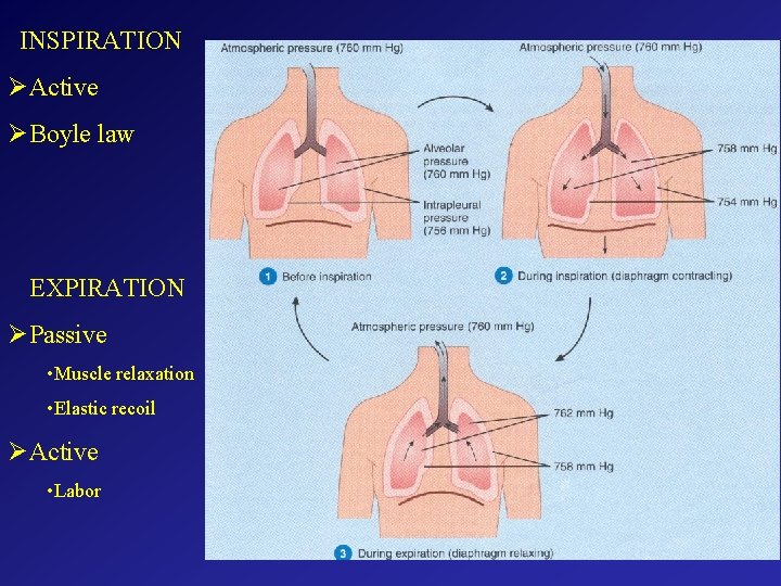 INSPIRATION ØActive ØBoyle law EXPIRATION ØPassive • Muscle relaxation • Elastic recoil ØActive •