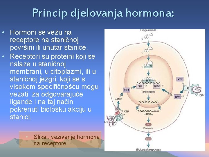 Princip djelovanja hormona: • Hormoni se vežu na receptore na staničnoj površini ili unutar