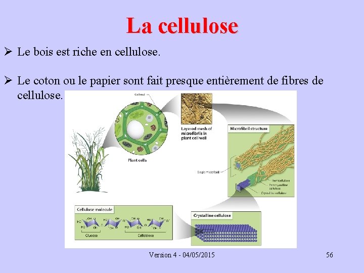 La cellulose Ø Le bois est riche en cellulose. Ø Le coton ou le