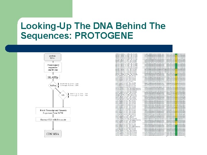 Looking-Up The DNA Behind The Sequences: PROTOGENE 