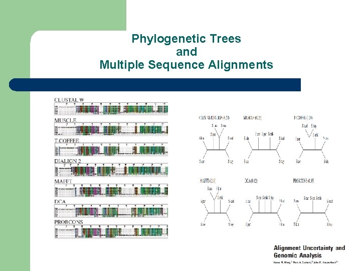 Phylogenetic Trees and Multiple Sequence Alignments 