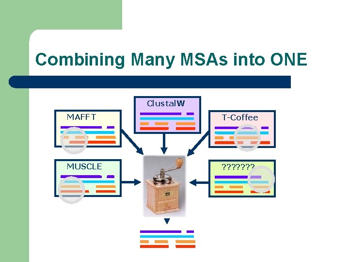 Combining Many MSAs into ONE Clustal. W MAFFT T-Coffee MUSCLE ? ? ? ?