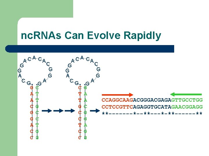 nc. RNAs Can Evolve Rapidly A A C CA C G G A A