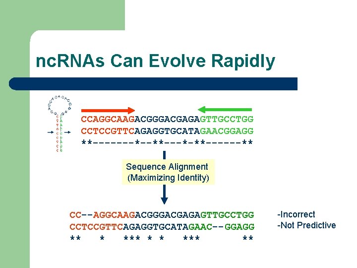 nc. RNAs Can Evolve Rapidly CCAGGCAAGACGGGACGAGAGTTGCCTGG CCTCCGTTCAGAGGTGCATAGAACGGAGG **-------*--**---*-**------** Sequence Alignment (Maximizing Identity) CC--AGGCAAGACGGGACGAGAGTTGCCTGG CCTCCGTTCAGAGGTGCATAGAAC--GGAGG