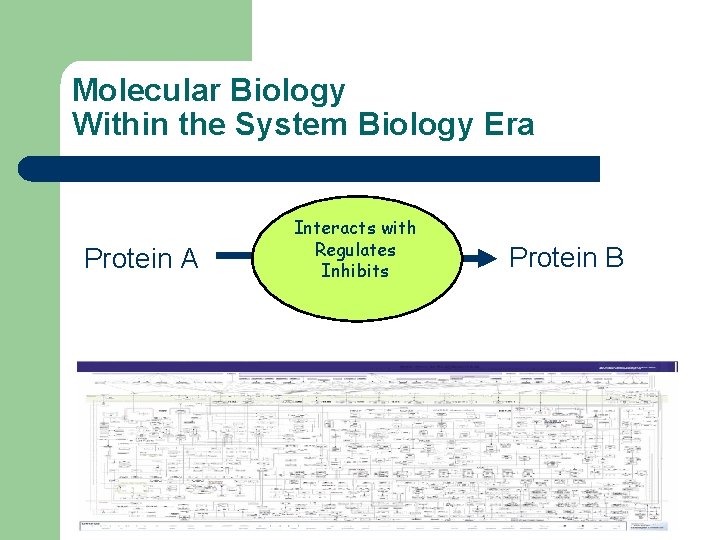 Molecular Biology Within the System Biology Era Protein A Interacts with Regulates Inhibits Protein