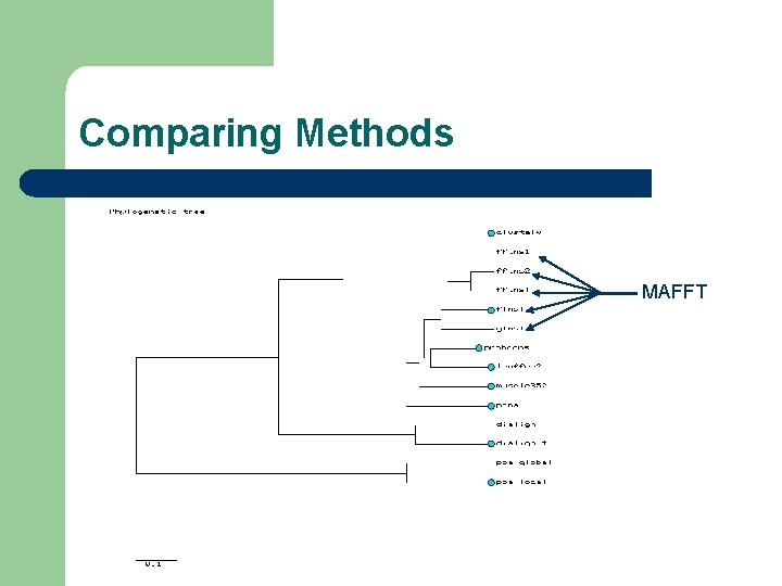 Comparing Methods MAFFT 