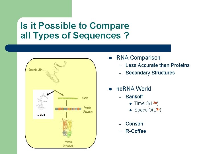 Is it Possible to Compare all Types of Sequences ? l RNA Comparison –