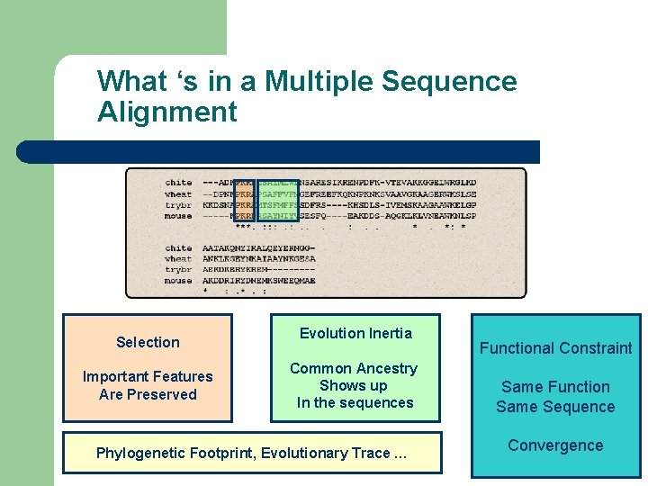 What ‘s in a Multiple Sequence Alignment Selection Important Features Are Preserved Evolution Inertia