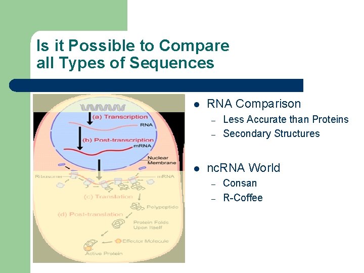 Is it Possible to Compare all Types of Sequences l RNA Comparison – –