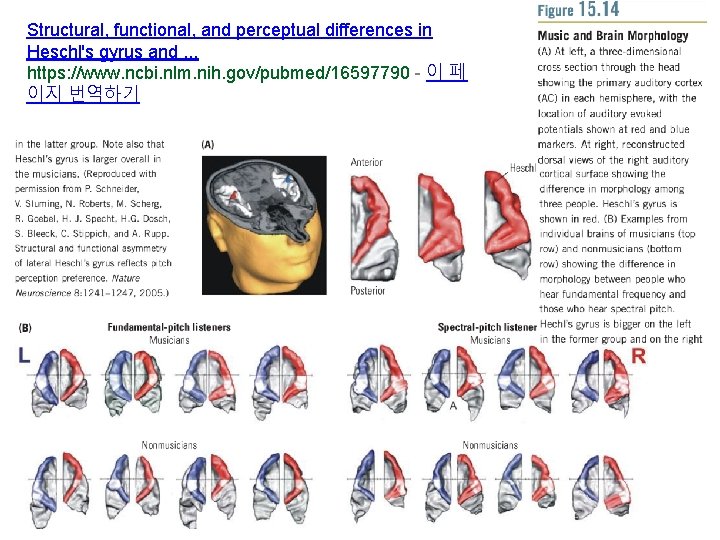 Structural, functional, and perceptual differences in Heschl's gyrus and. . . https: //www. ncbi.