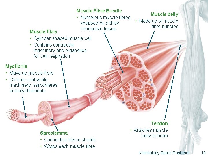 Muscle Fibre Bundle • Numerous muscle fibres wrapped by a thick connective tissue Muscle