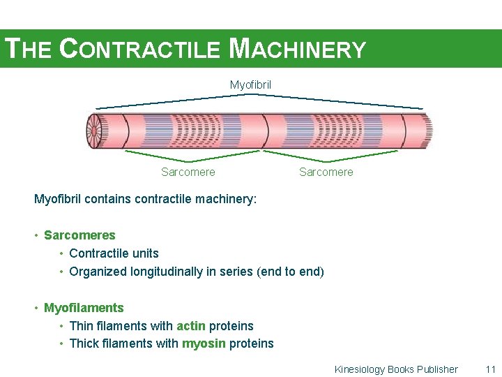 THE CONTRACTILE MACHINERY Myofibril Sarcomere Myofibril contains contractile machinery: • Sarcomeres • Contractile units