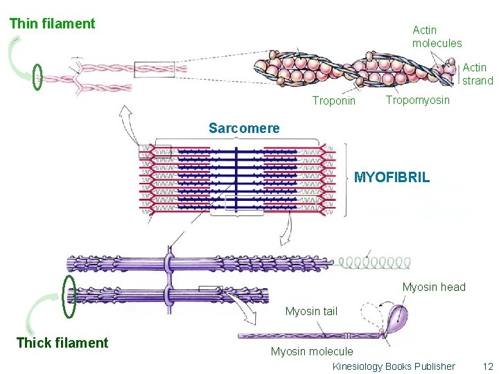 Thin filament Actin molecules Actin strand Troponin Tropomyosin Sarcomere MYOFIBRIL Myosin head Myosin tail