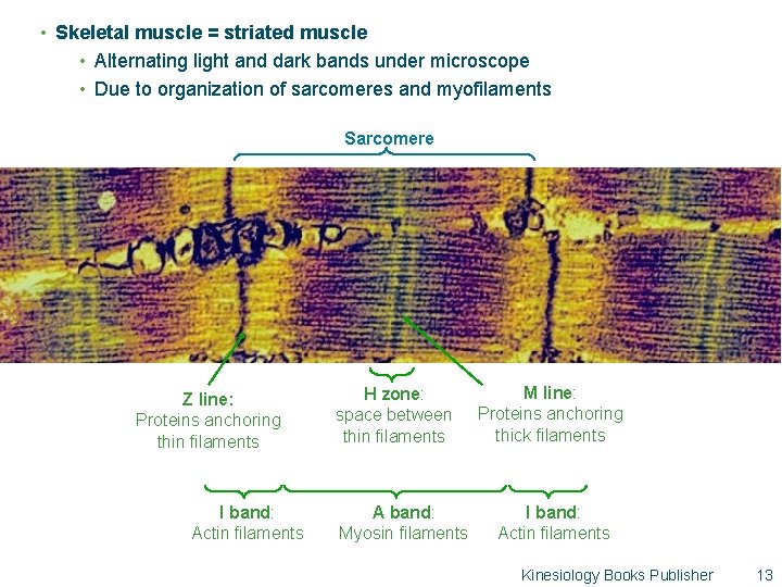  • Skeletal muscle = striated muscle • Alternating light and dark bands under