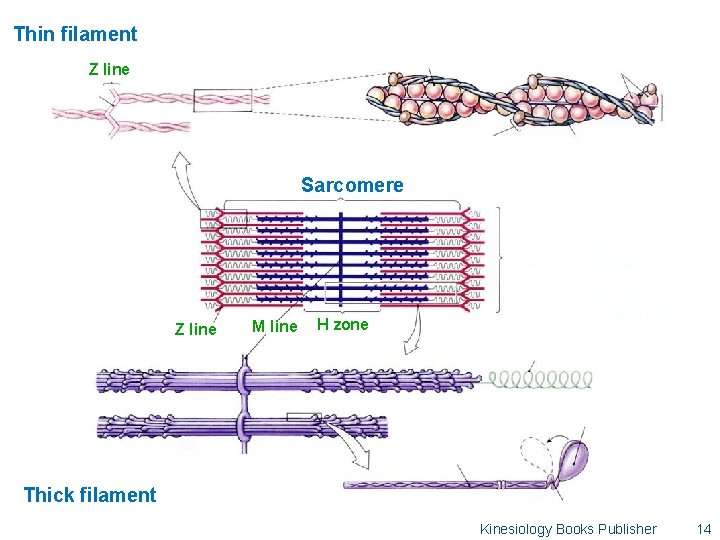 Thin filament Z line Sarcomere Z line M line H zone Thick filament Kinesiology