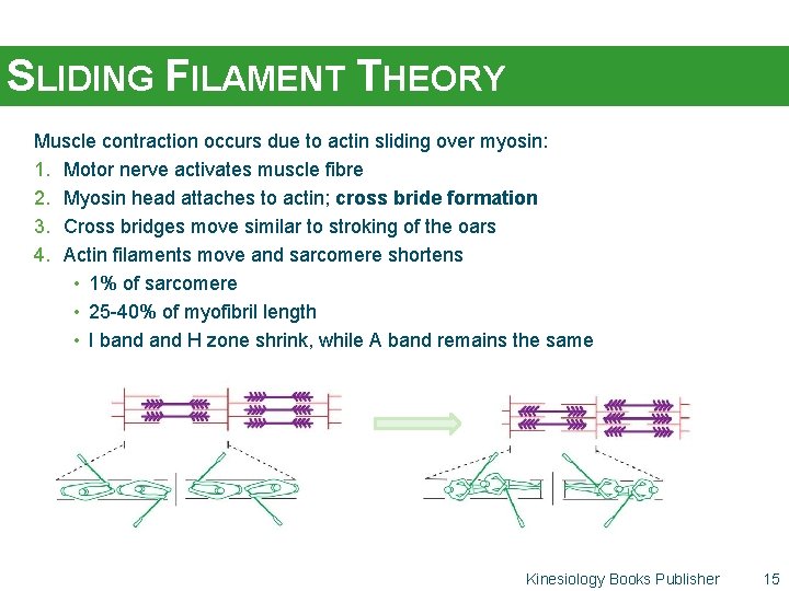 SLIDING FILAMENT THEORY Muscle contraction occurs due to actin sliding over myosin: 1. Motor
