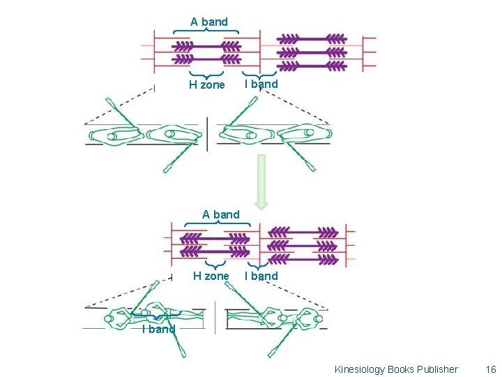 A band H zone I band Kinesiology Books Publisher 16 