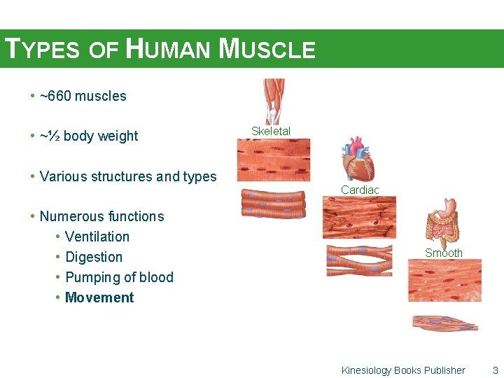 TYPES OF HUMAN MUSCLE • ~660 muscles • ~½ body weight • Various structures