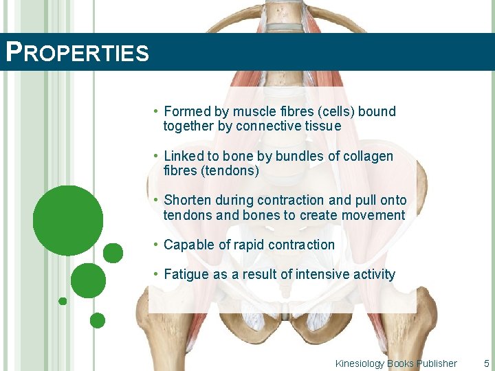 PROPERTIES • Formed by muscle fibres (cells) bound together by connective tissue • Linked