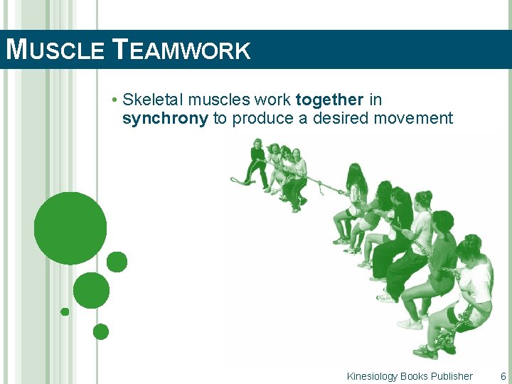 MUSCLE TEAMWORK • Skeletal muscles work together in synchrony to produce a desired movement